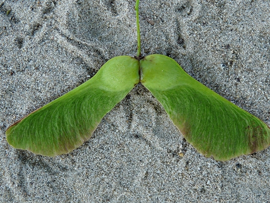 {Acer platanoides}